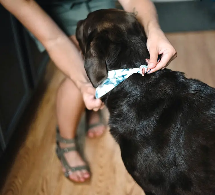 How To Make The Cutest DIY Reversible Dog Bandanas