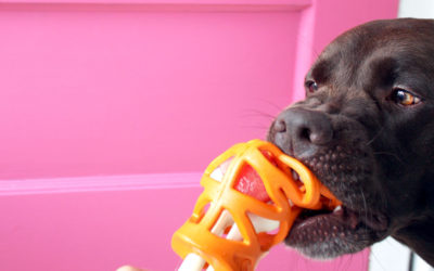 Four Delicious Ways to Play with Interactive Dog Toys