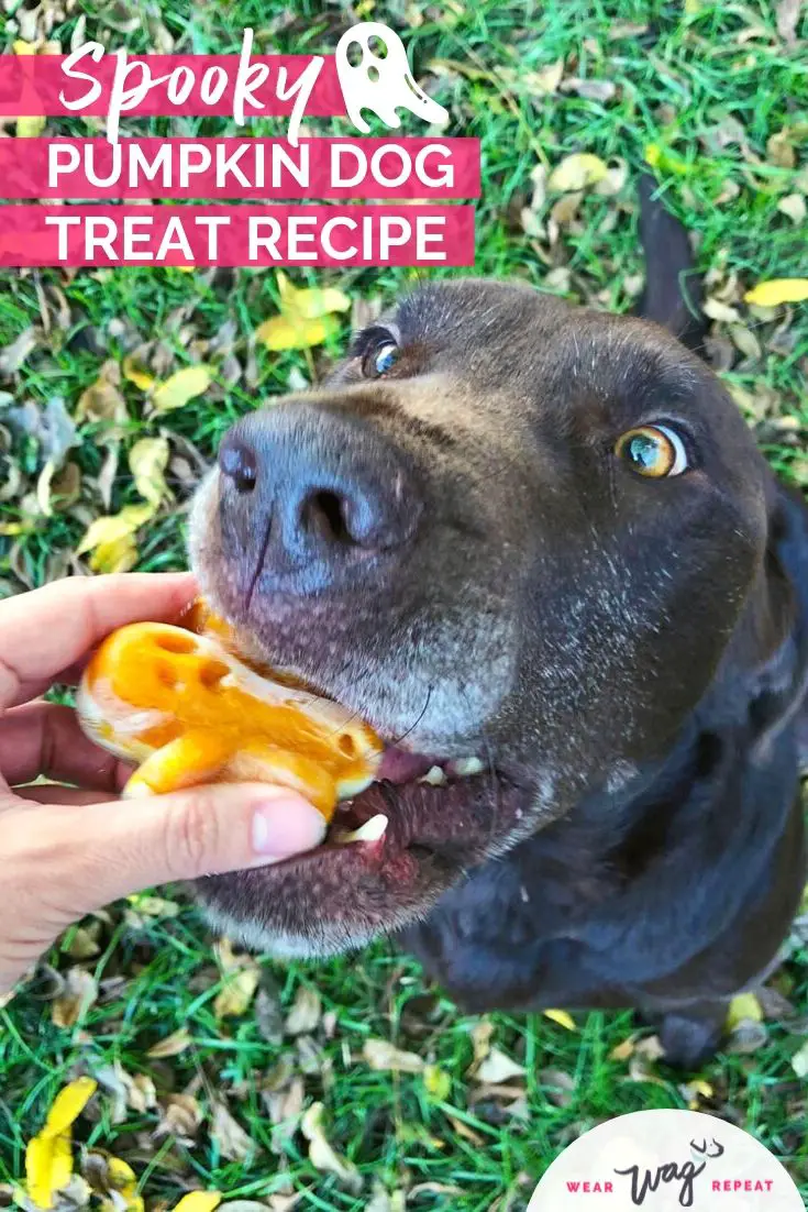 3 pumpkin dog treat recipes