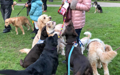 2019 Dog Friendly Pittsburgh Event Guide