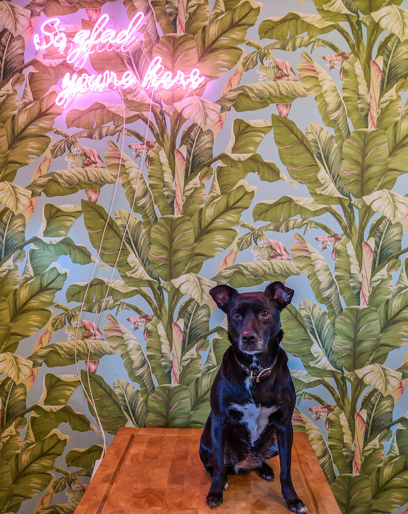 The Best Dog Friendly Airbnbs in Pittsburgh | Wear Wag Repeat