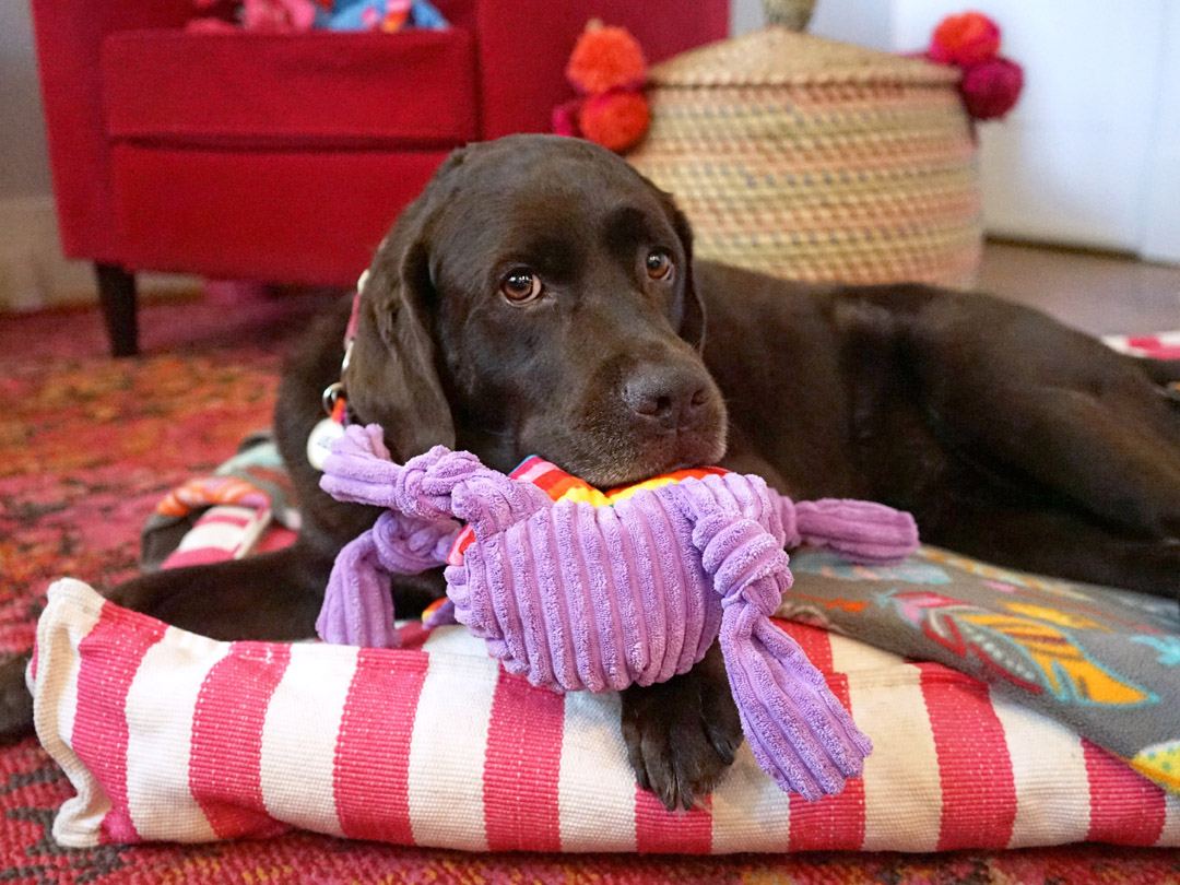 plush toys for tough chewers