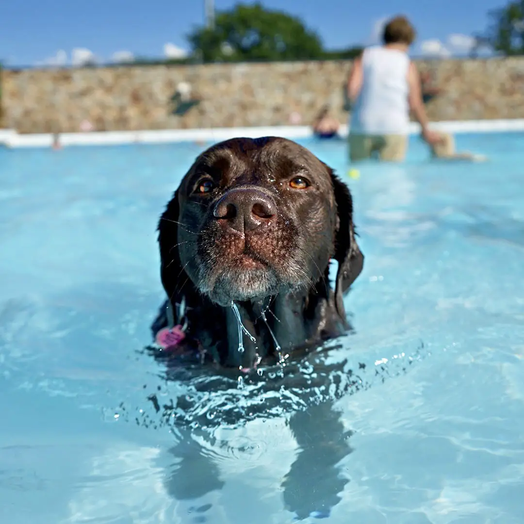 Dos and Don'ts of Labor Day Dog Swim