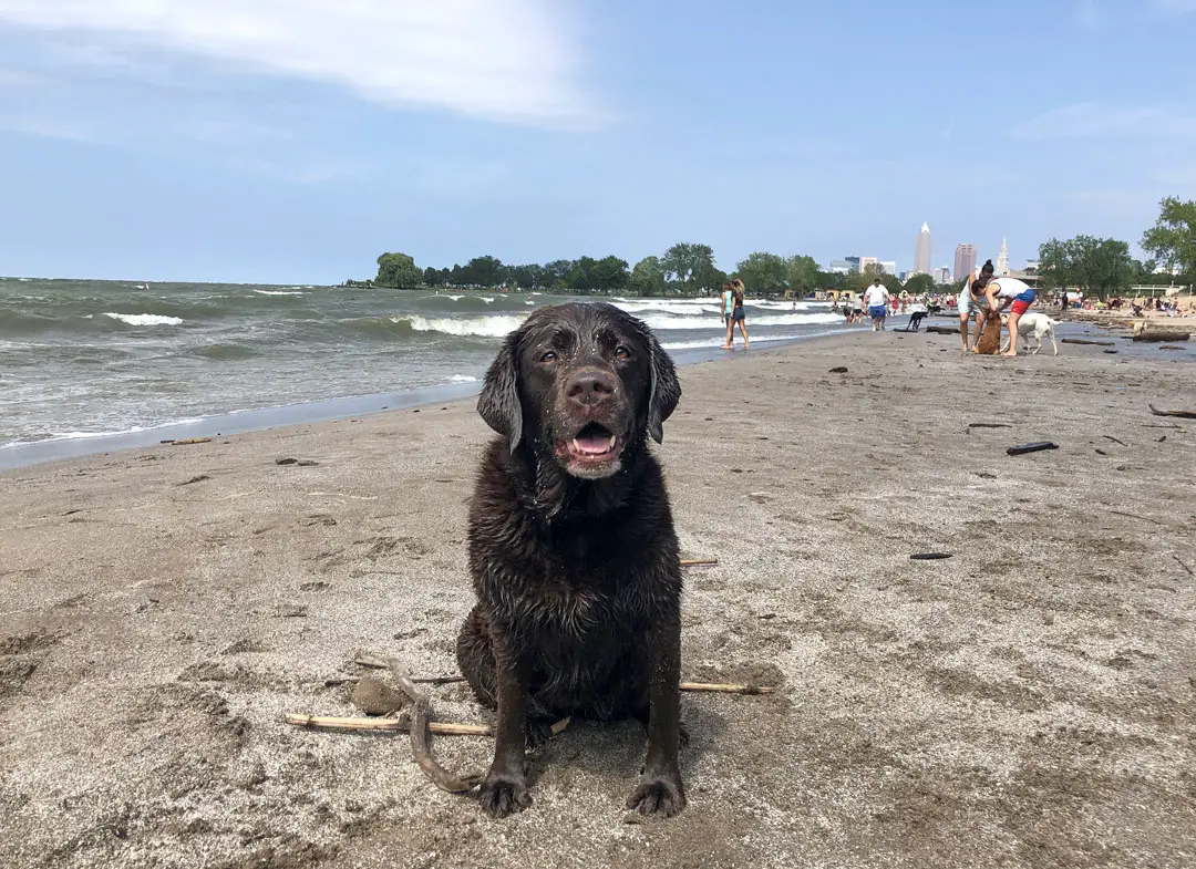 Dog Friendly Summer Day Trip to Cleveland