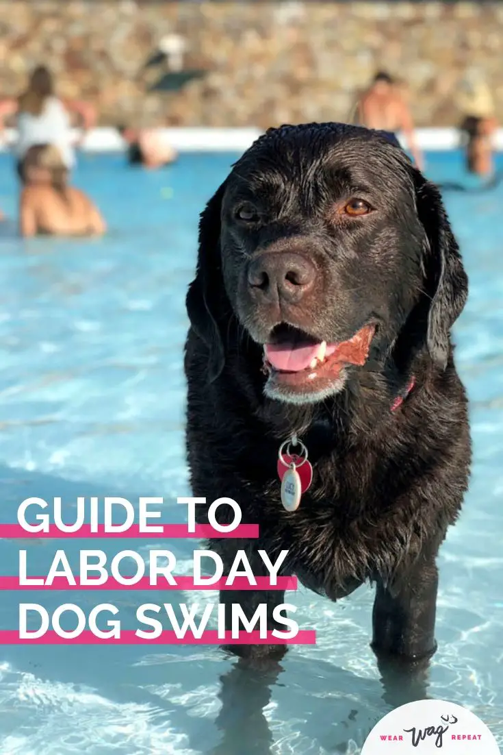 dos and donts of labor day dog swim