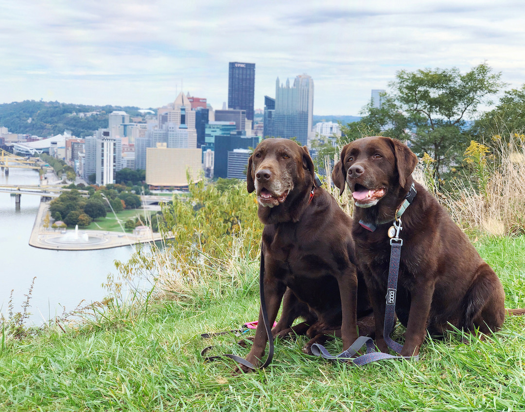 25+ Things To Do With Your Dog In Pittsburgh - Wear Wag Repeat