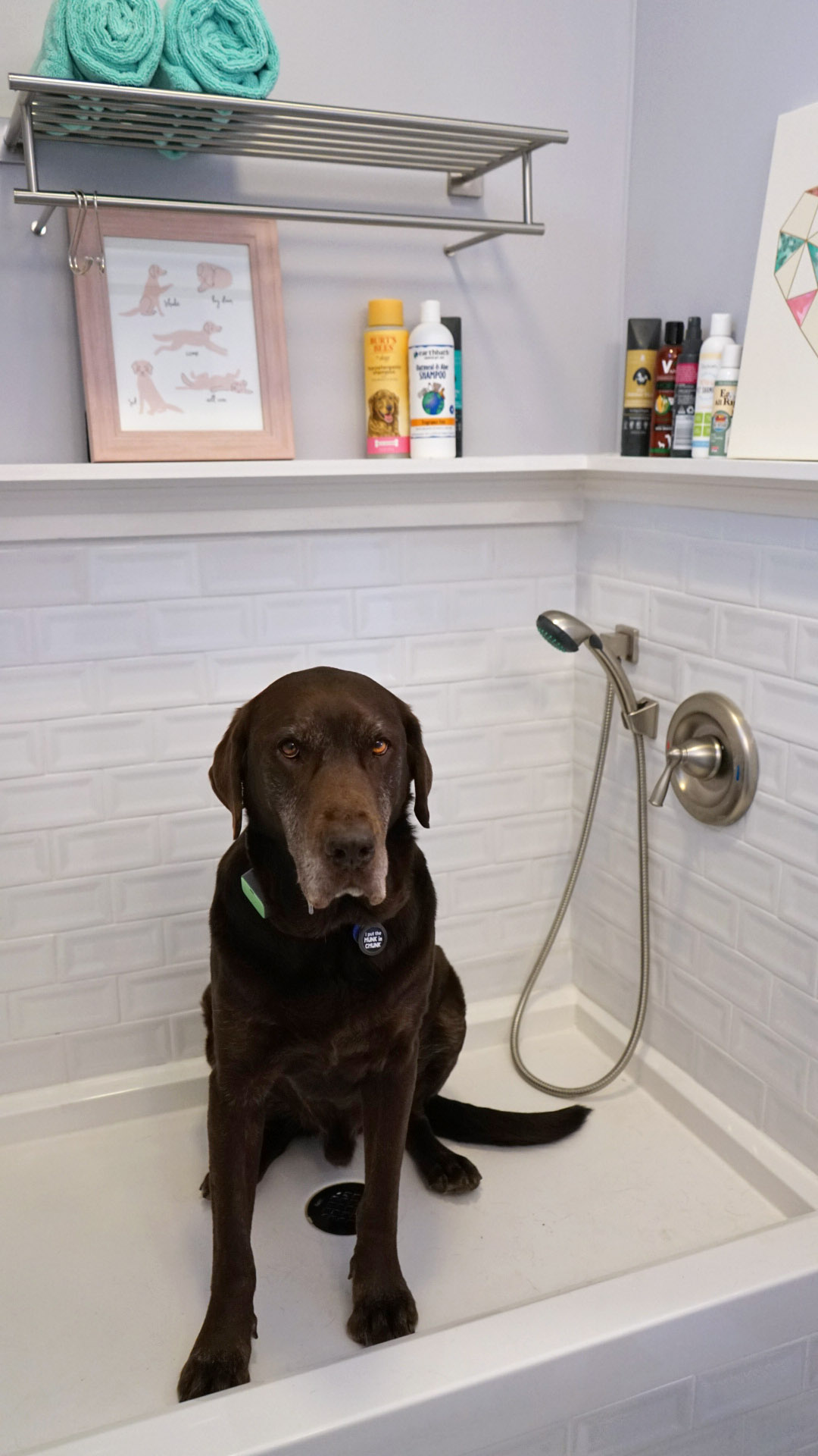 The Best Sprayer for Your Home Dog Wash is Meant for RV Living!
