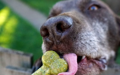 How To Make These Easy Kale and Apple Frozen Dog Treats