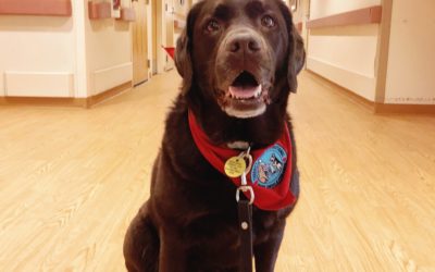Was It Worth It To Train My Dog As A Certified Therapy Dog?
