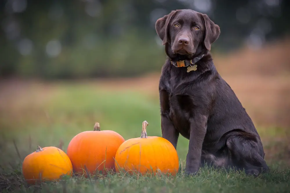 chocolate lab with pumpkins