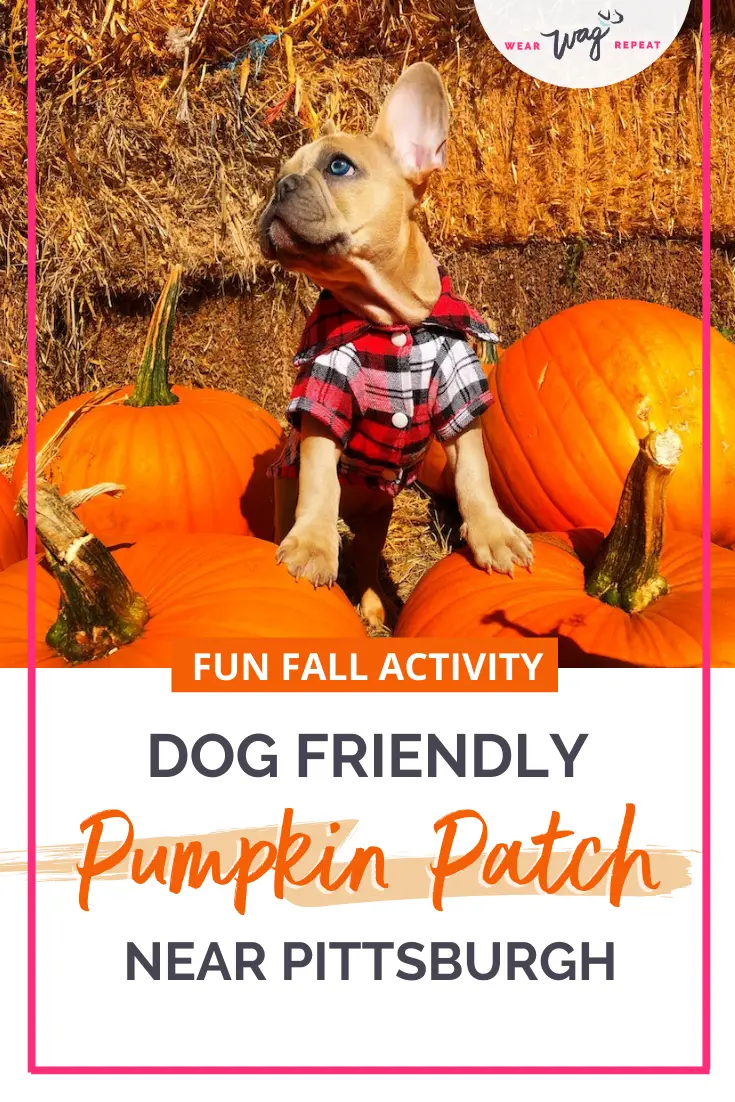 dog friendly pumpkin patch near pittsburgh