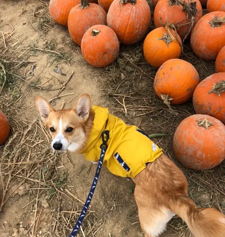 dog friendly pumpkin patch pittsburgh
