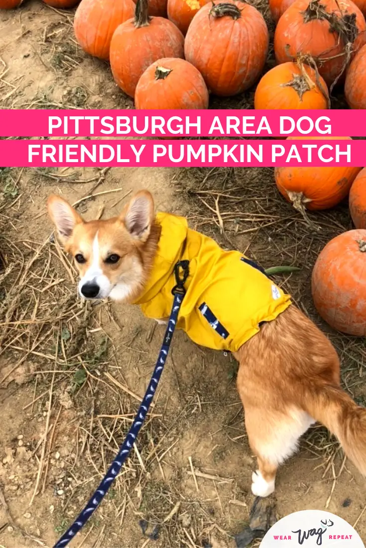 pittsburgh dog friendly pumpkin patch