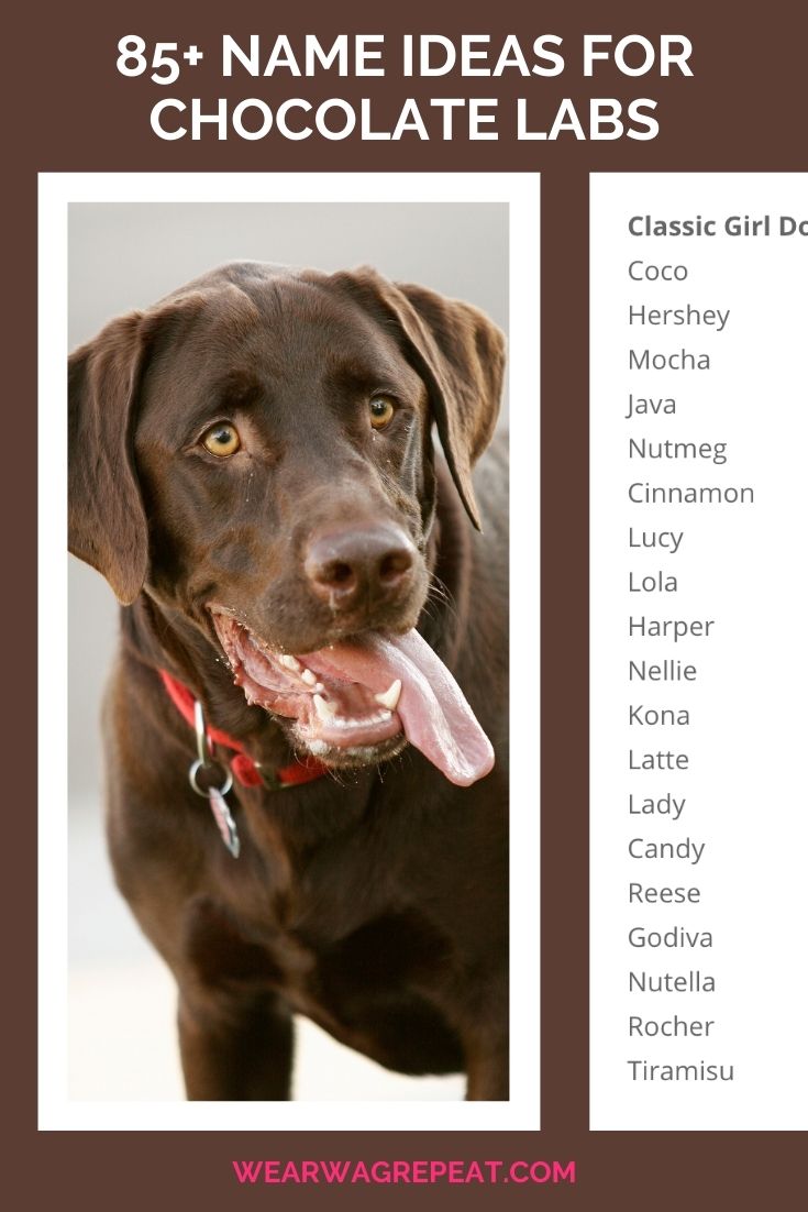 Names For Chocolate Labs 