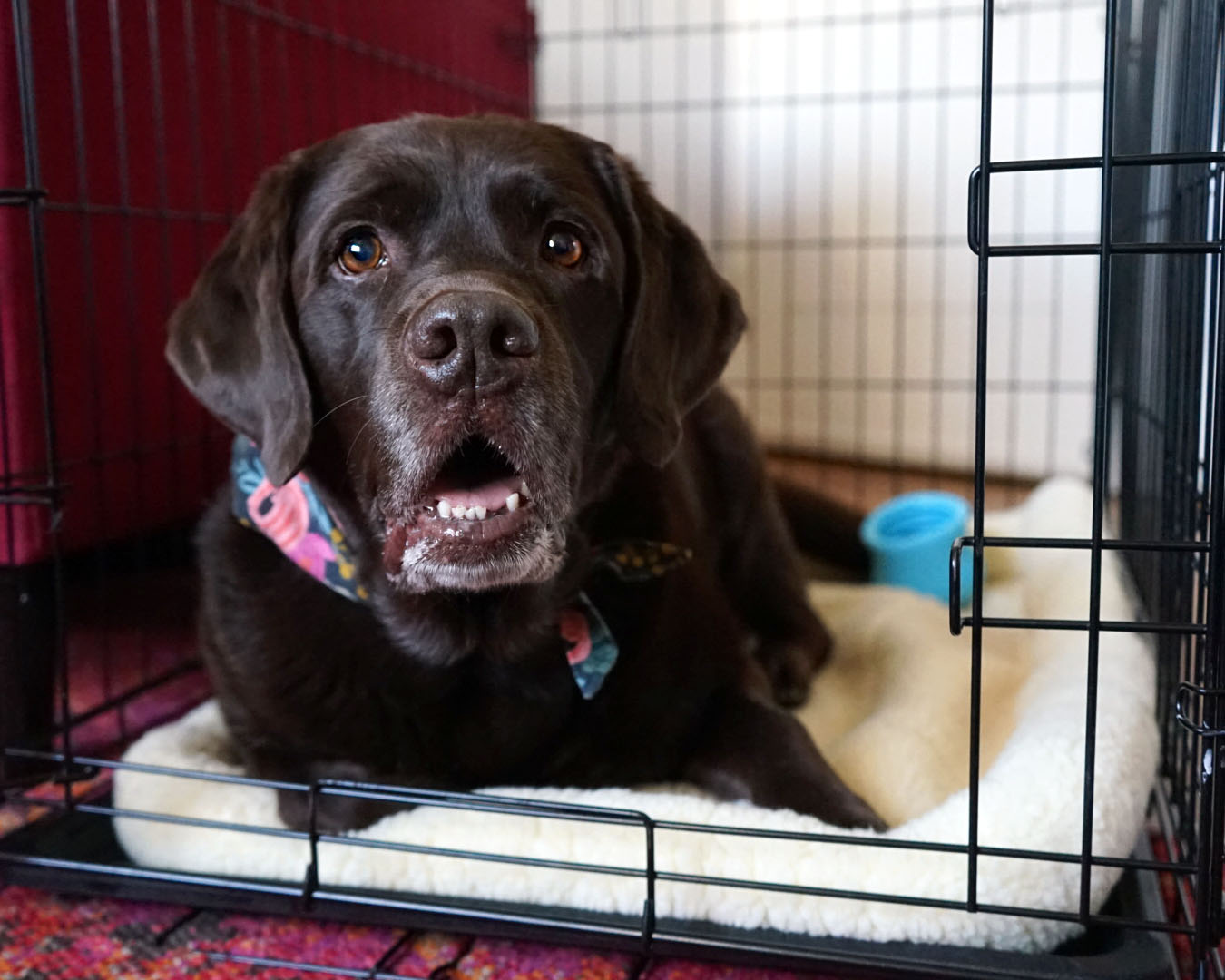 Keeping My Dogs Safe at Home: Pet Gate vs. Crate - Wear Wag Repeat