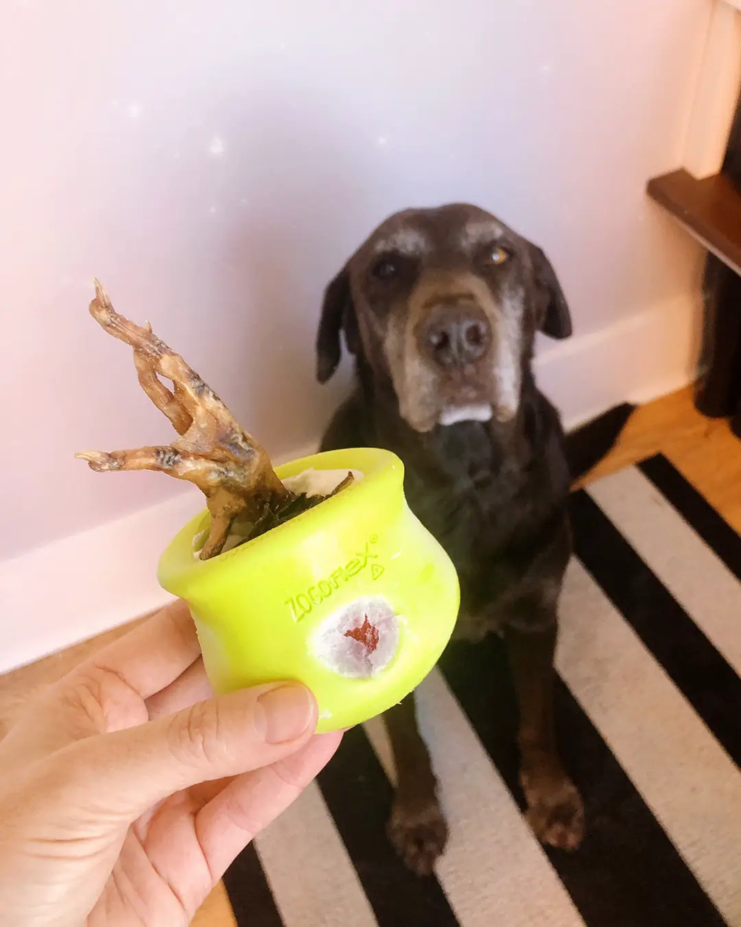 How to Use Toppl Dog Toy