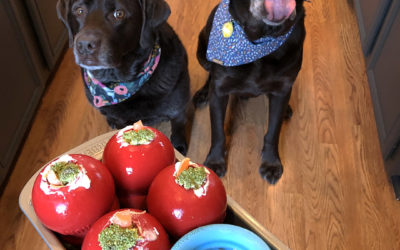 Kong Stuffing Ideas to Mix Up Your Dog’s Routine
