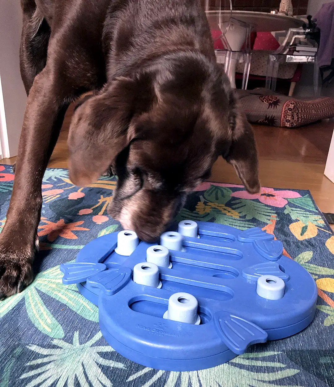 Canine Enrichment Puzzle Nina Ottosson