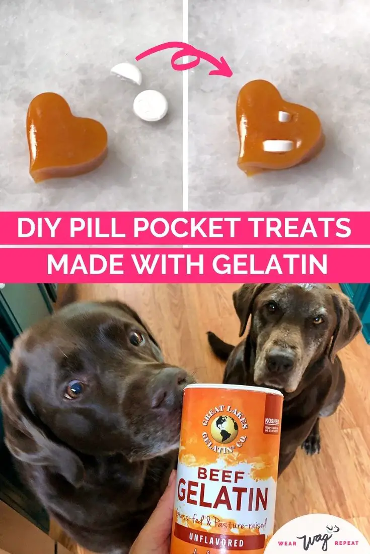 diy pill pocket treats with gelatin