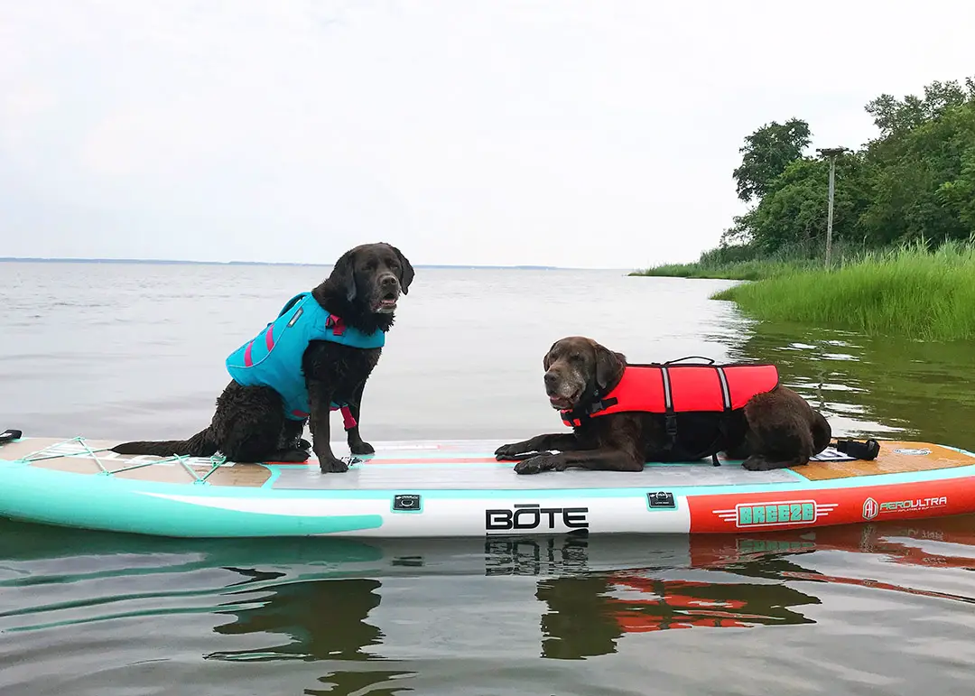 dog life vest for paddleboard