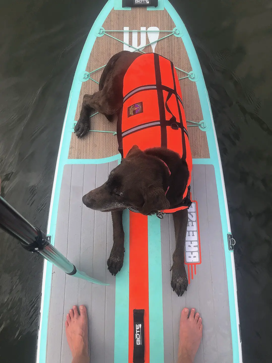stand up paddleboard with dog