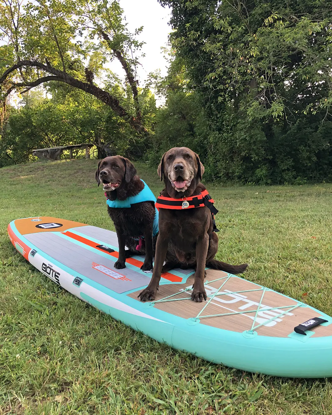 teach your dog to stay on paddleboard