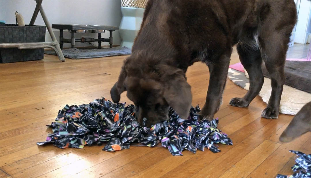 Guide to Snuffle Mats For Dogs & Puppies: Benefits, How to Use