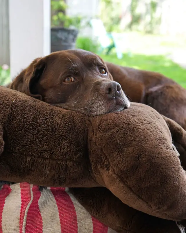 Lucy has 2 favorite stuffed animals. One is her @hugglehounds fleece man. The other is a life sized chocolate lab!​​​​​​​​
​​​​​​​​
My grandma bought this for us about 9 years ago and it lived at my moms house until she moved last summer. Now Lucy has her favorite toy 24/7!! ​​​​​​​​
​​​​​​​​
When people walk by our yard sometimes they think I got a 3rd dog. And a few people have replied to my IG stories thinking Lucy is flinging Burt around 😂​​​​​​​​
​​​​​​​​
I think Lucy loves this toy so much because we had it when my old dog Lola was still alive. For years I think it must have had a Lola scent! ​​​​​​​​
​​​​​​​​
What’s your dogs favorite toy?