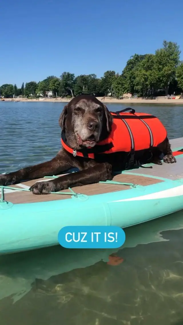 I am SO PROUD of Burt this week! He went stand up paddle boarding 3 times, fell in all three times and didn’t give up. 

The life vest is key! First, it makes it possible to get him back on the board. Second, when he does fall in (it’s inevitable!) it’s not as scary since he floats. 

Burt once again proves that you CAN teach an old dog new tricks!

Want to teach your old dog (or young dog) to stand up paddleboard? Comment 🏄🏻‍♀️ and I’ll send you a link to a blog post I have with a SUP video tutorial!

P.S. of you’re subscribed to my YouTube channel you can see the video there too!! 🏄🏻‍♀️🐾