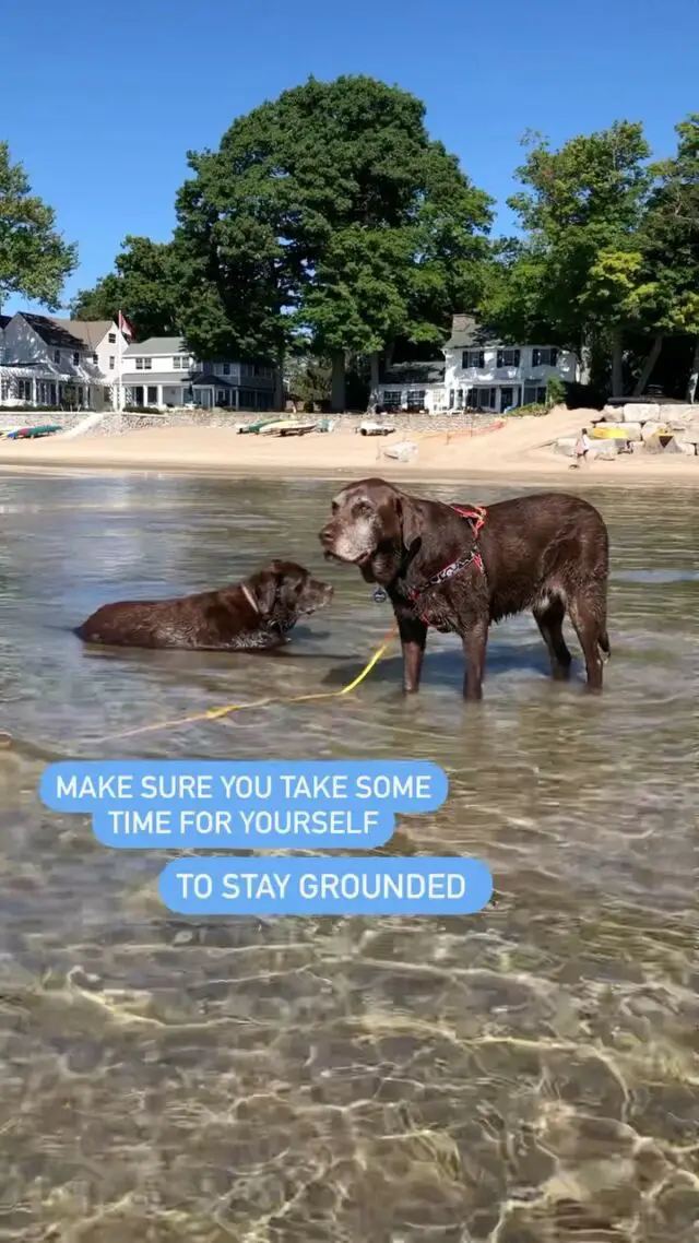 Feeling rested and recharged after our vacation in Fort Erie, Canada at the most dog friendly beach I’ve ever seen in my life! 

Are you following me? 👉🏽 @tmistick