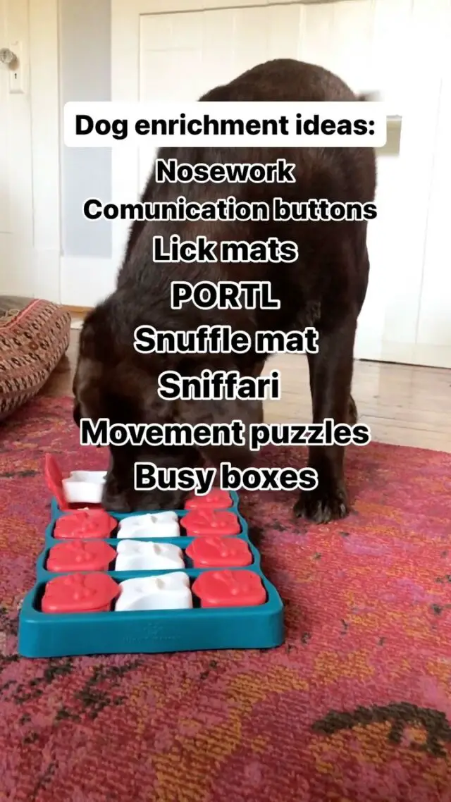 These are SOME of the fun, simple activities highlighted at the Dog Enrichment Summit starting on Monday, March 11 🐾🎾

I’m excited to be one of 25 dog experts, speaking at this free online summit!

All of the speakers are providing pet parents with ideas to make their dogs’ lives better through enrichment that doesn’t require a lot of time or energy. 

We know how busy everyone is and how tired you are at the end of the day! So, if you’re looking for some fresh ideas, check out my stories for a link to grab your free ticket.

The dog fun starts Monday!