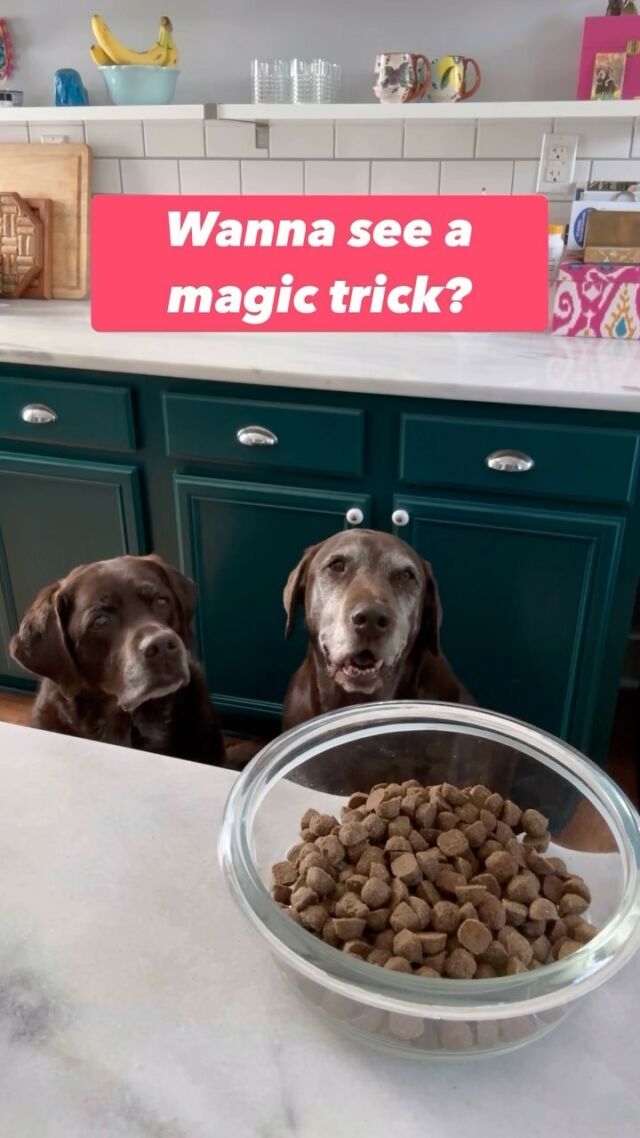 Lab-racadabra! Check out Lucy’s latest magic trick with @stellaandchewys #ad 🪄

Magicians don’t like to reveal how tricks are done, but Lucy is very bad at keeping secrets so...

1. Fill your bowl with Raw Coated Kibble
2. Add Freeze Dried Raw Meal Mixers
3. Pour over Bone Broth
4. Put the bowl down in front of your dog

... and voila! 🪄 Dinner disappears! 

#stellaandchewys #stellasquad