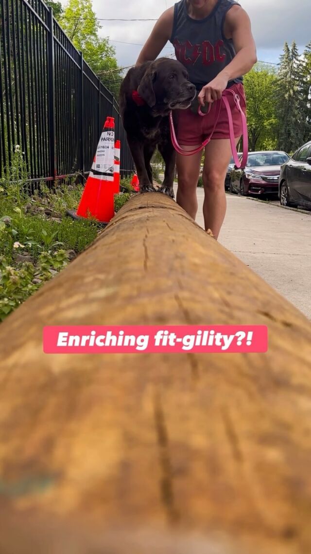 We invented a new dog sport!! Enriching fit-gility 🐾

It’s a little parkour inspired, too. So maybe ‘Enriching Fit-Gilitykour” 

Rolls right off the tongue! 🤪 Would you try it?