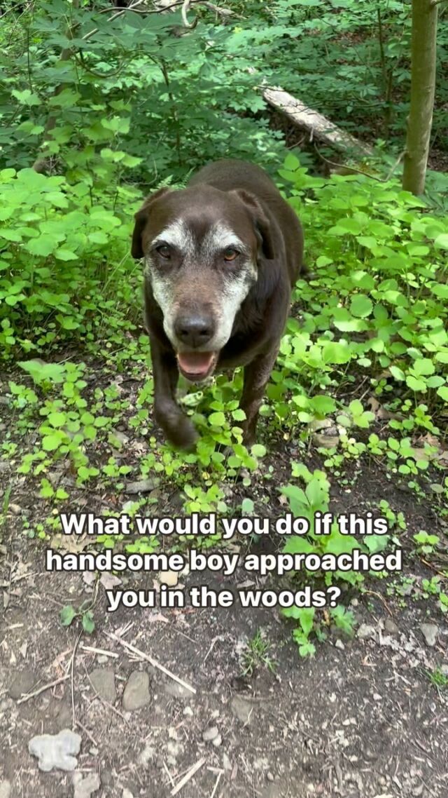 You found us! 🐶🙋🏻‍♀️ If you love senior dogs who still go for adventures, canine enrichment ideas, and dog momming that’s less cutesy and more muddy… follow @tmistick 🐾

P.S.  Mariah was FUR SURE singing about Burt!! 🎤