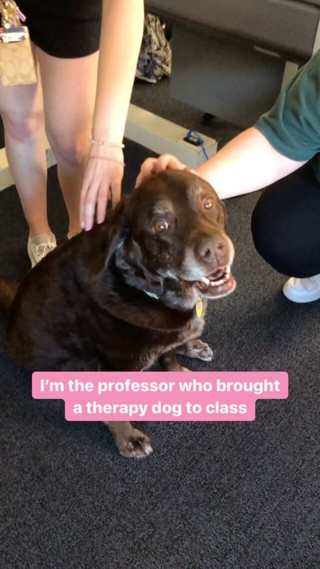 Teaching at the University this year, I was able to take Lucy with me to offer her therapy dog support during exams 💕🐾 

We volunteered on campus as a therapy dog team for 2 years before I became an adjunct professor there. So Lucy is very comfortable on campus! 

It was a fun way to help my students feel less stressed and give them something to look forward to in class.