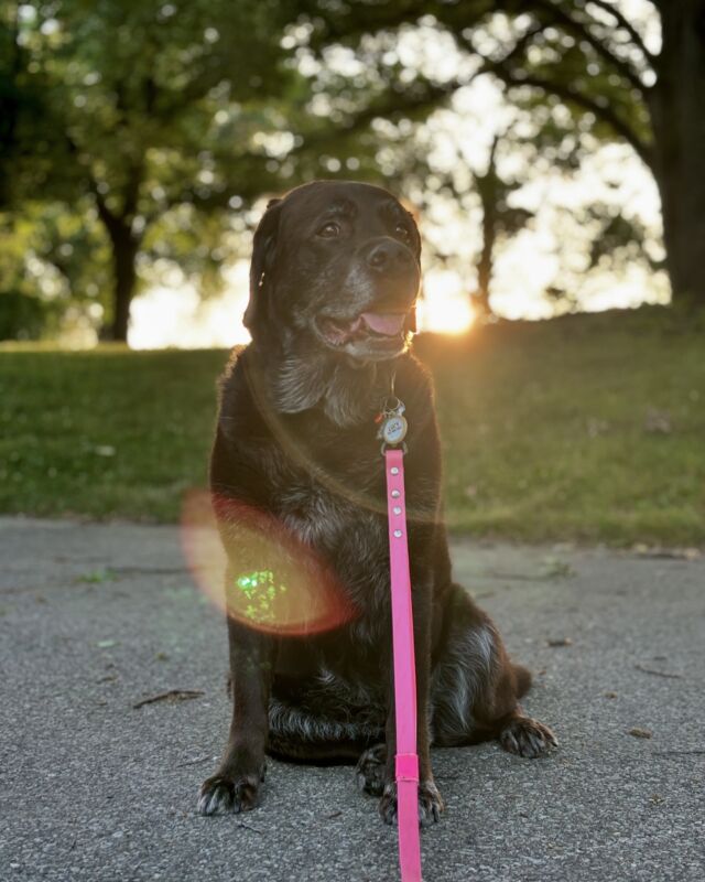 Golden hour with my golden girl Lucy 🌅 I swear she knows how to find her light for a photo. We were walking home last night and she said “no. Photo time” 

And she was right! These really capture her personality. 

Plus, spending 5 extra minutes at the park meant I met a new Italian friend in my neighborhood walking home. She offered to let me practice speaking with her sometime. 🇮🇹

All good things in life start with DOGS!