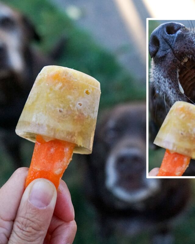 You know what they say… Summer is for stew pupsicles!

What?!? That’s not a thing? 🧐 Well it is now! These @stellaandchewys Wild Red Chicken & Lamb Stew pupsicles are a big hit with Burt and Lucy! #ad 

And they couldn’t be easier to make. Pour, freeze, chomp 😋

#stellaandchewys #stellasquad