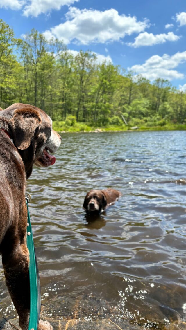 What’s your dog passionate about? For Lucy it’s water. Any water! She can find a way to swim in a puddle! 

This is a lake high up a mountainside just below the high point of New Jersey. 

Of course, we plan all road trip pit stops around Lucy’s passion for water!